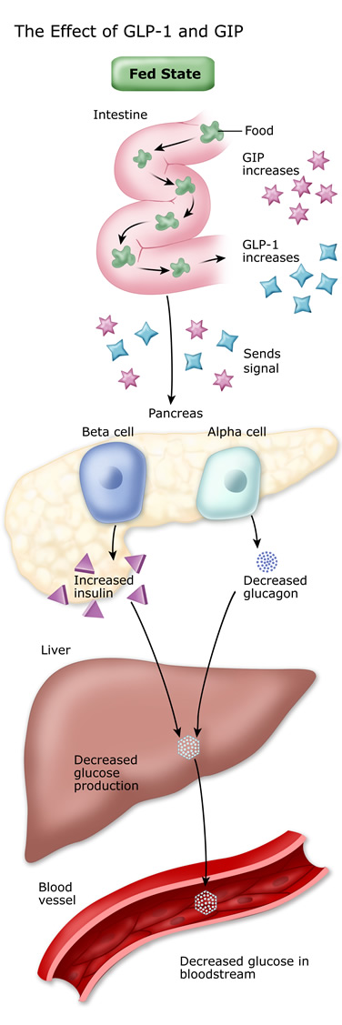 The effect of GLP1 and GIP