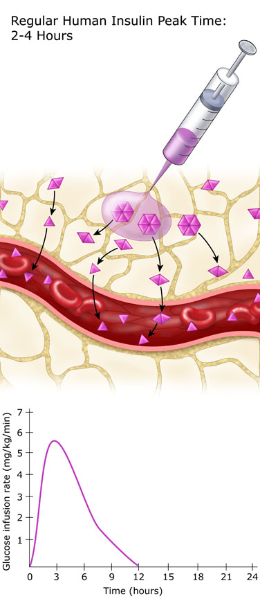 Regular Human Insulin Peak Time : 2-4 Hours