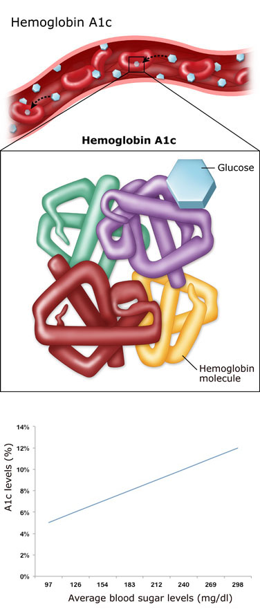 Hemoglobin A1c