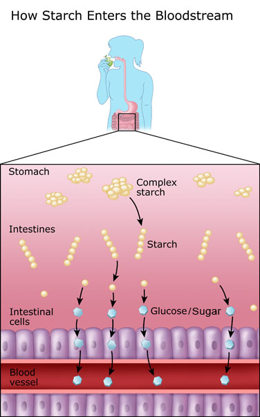 Graphic: How starch enters the bloodstream 