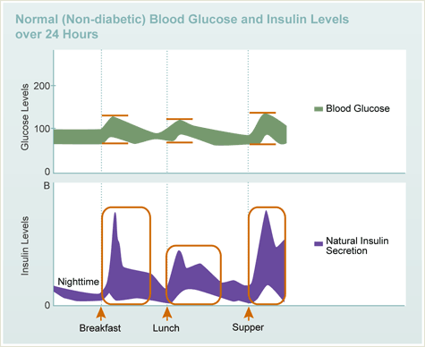 Normal (Non-diabetic) Blood Glucose and Insulin Levels over 24 Hours